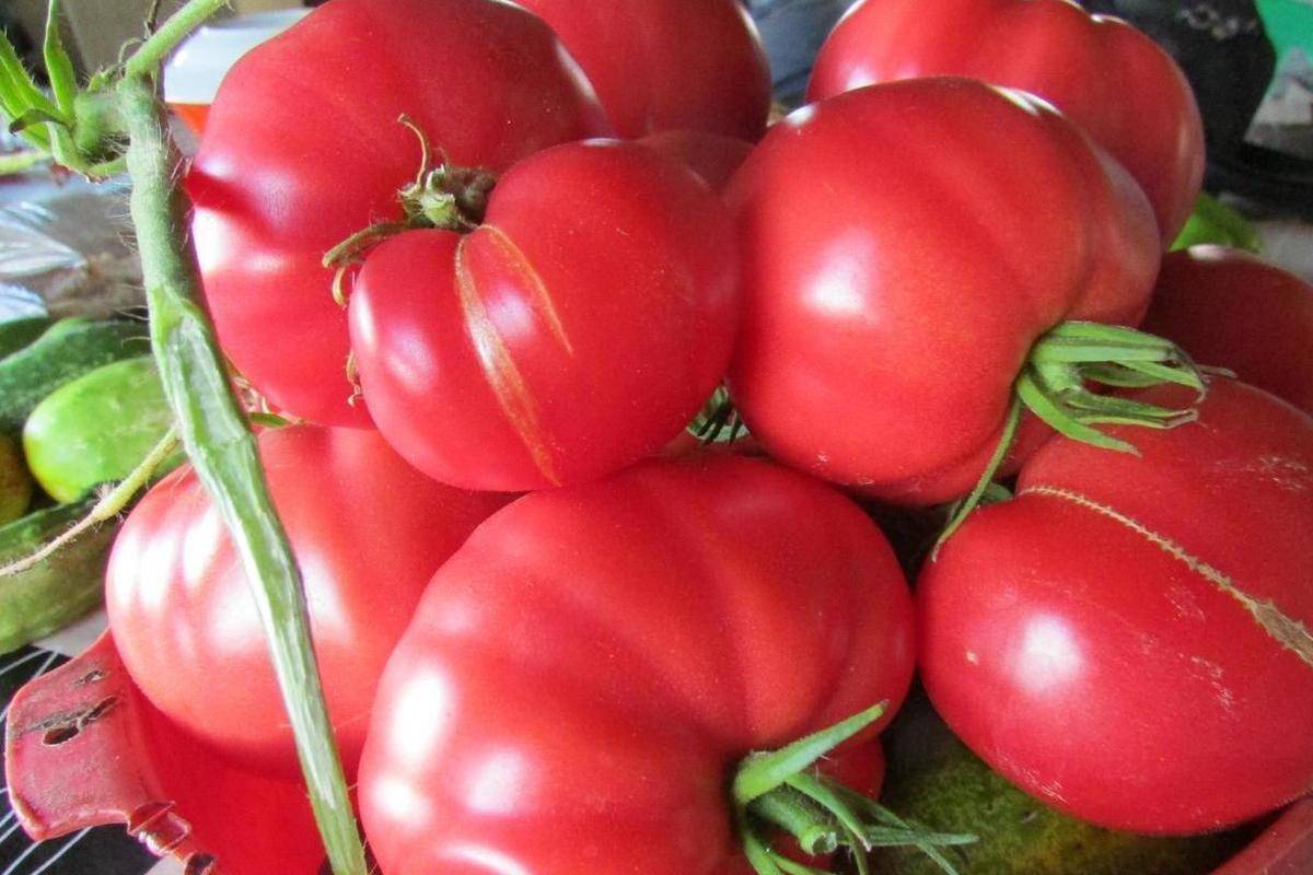 Обзор лучших сортов томатов для Волгоградской области