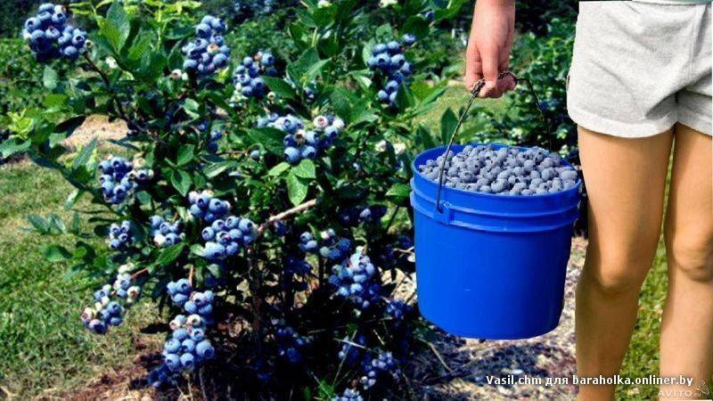 Голубика: выращивание в саду, сорта