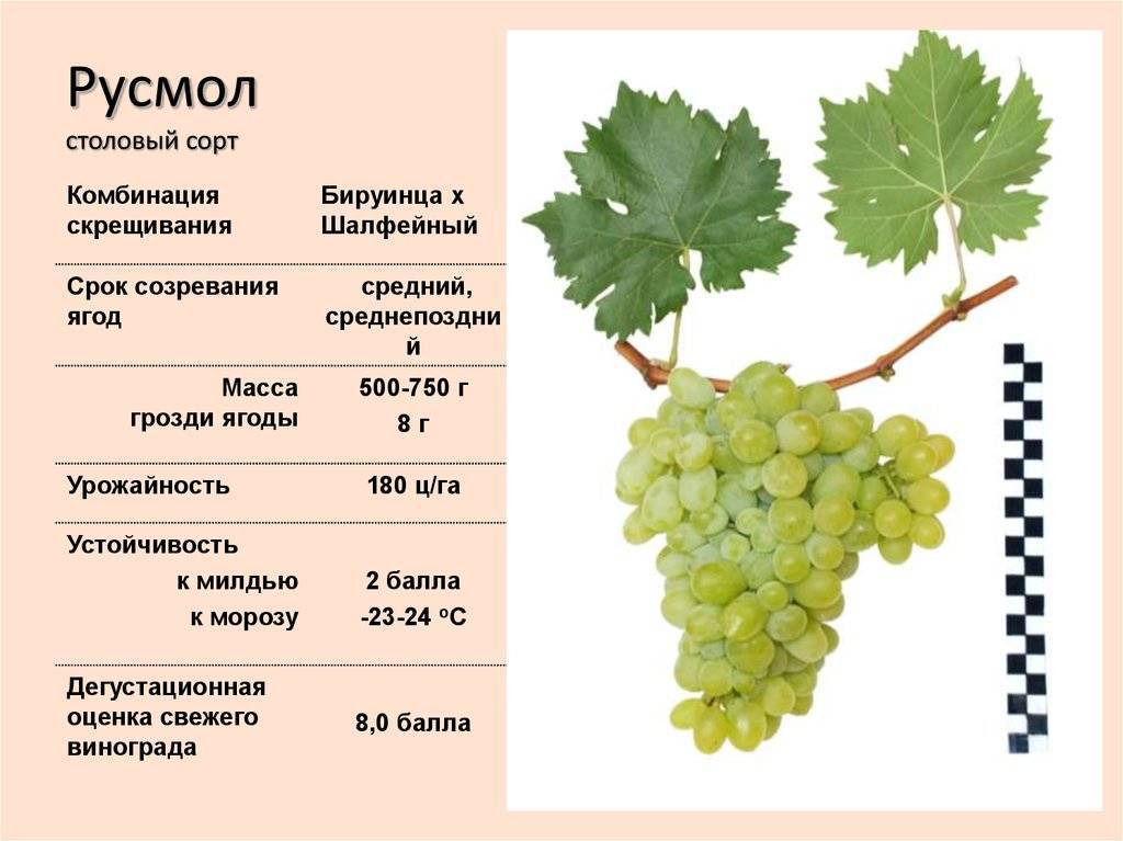 Характеристики и описание винограда сорта вэлиант, посадка и уход