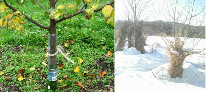 Уход за яблоней осенью подготовка к зиме: обрезка и укрытие - handskill.ru