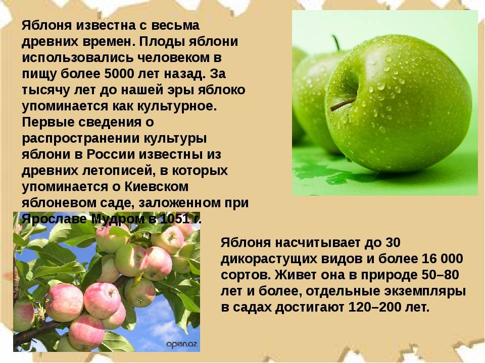 О яблоках семеренко: описание и характеристики сорта, выращивание саженцев
