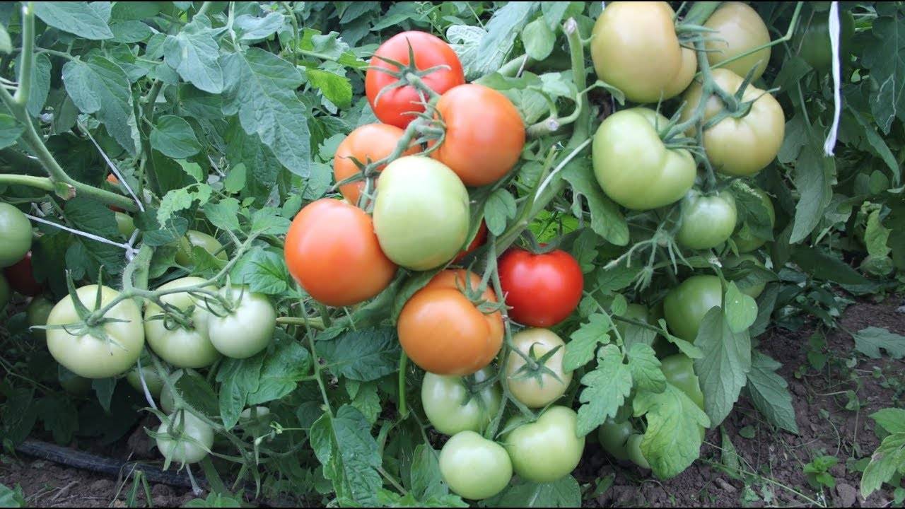 Представитель раннеспелых сортов — томат жорик обжорик: описание помидоров и характеристики