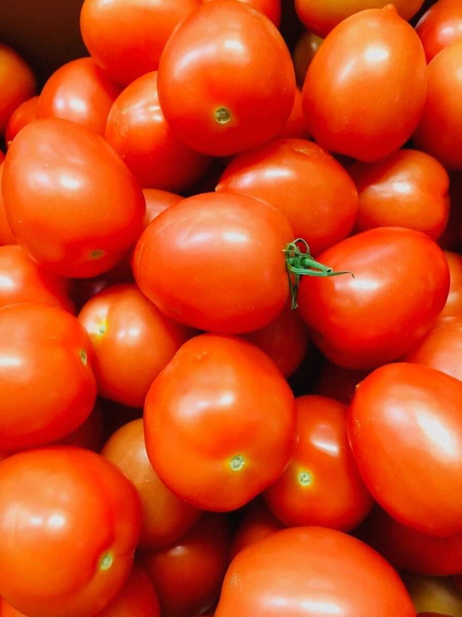 Описание и характеристика томатов сорта дамские пальчики