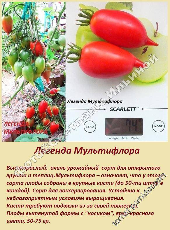 Томат легенда тарасенко: характеристика и описание сорта с фото, семена помидор, отзывы об урожайности