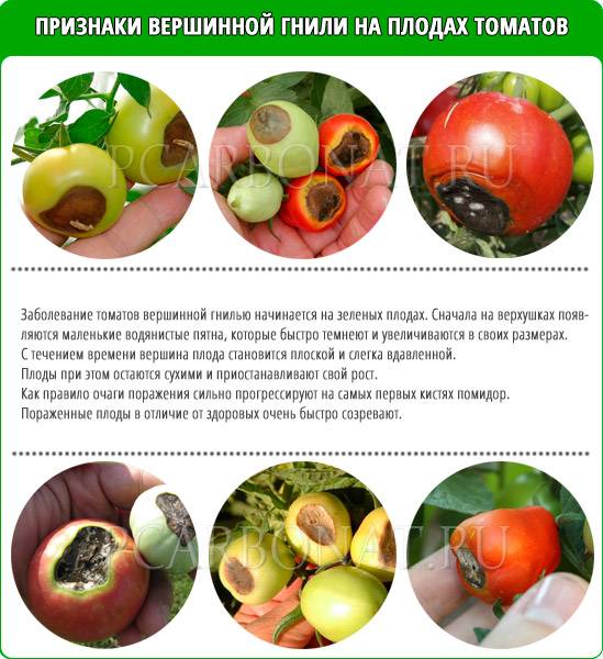 Фитофтороз томатов. профилактика и меры борьбы — ботаничка