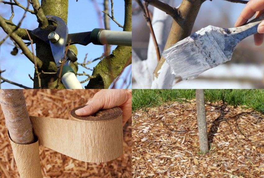 Подготовка яблонь к зиме: как укрыть дерево, чтобы избежать морозобоин