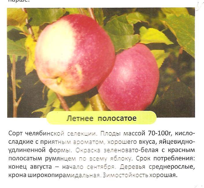 Яблоня медуница: описание зимнего и летнего сорта