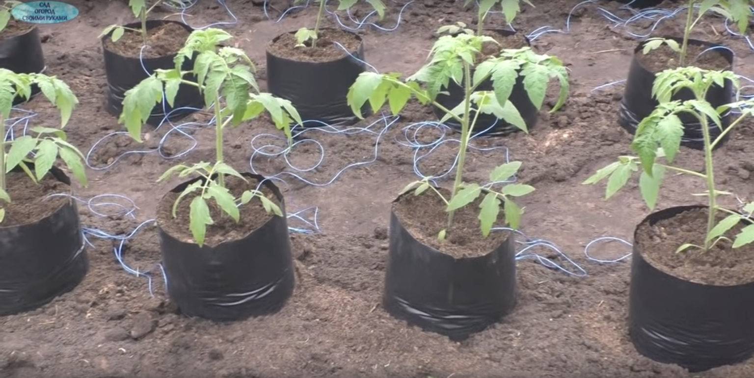 Помидоры в мешках ?: выращивание пошагово в открытом грунте, в теплице, как вырастить, как сажать, отзывы | qlumba.com