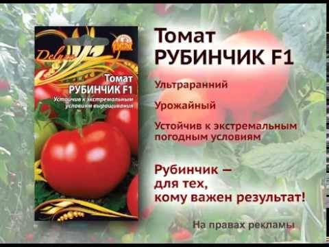 Лучшие сорта томатов 2021. топ-10 от эксперта и коллекционера валдиса пулиньша
