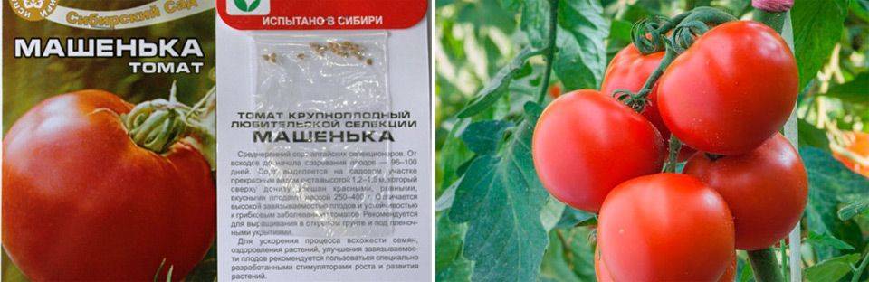 Многообещающий гибрид с великолепным вкусом — томат кукла f1: отзывы и описание сорта