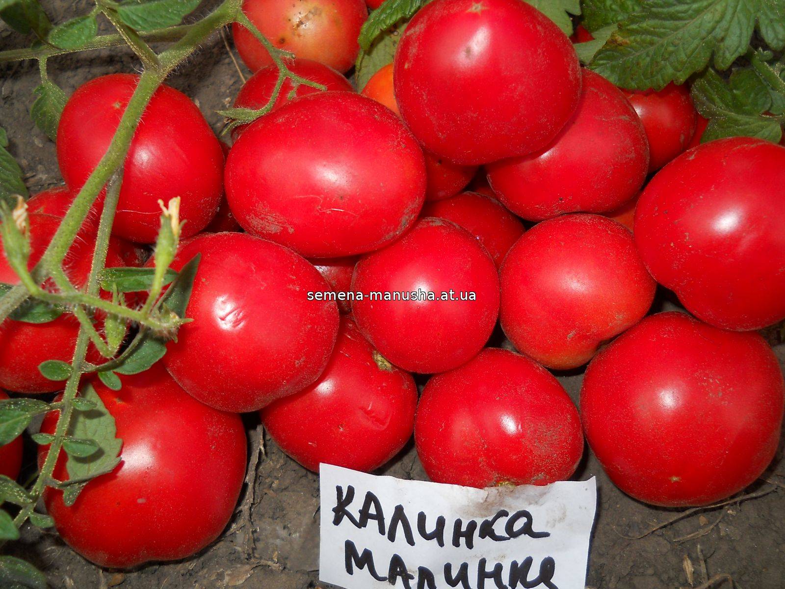 Универсальный сорт для начинающих и опытных садоводов — томат калинка малинка f1: отзывы и описание