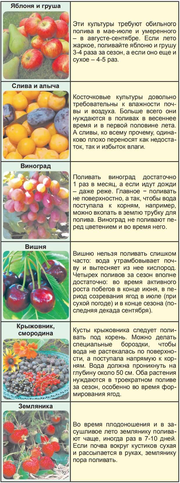 Как правильно поливать виноград, как часто поливать весной и летом