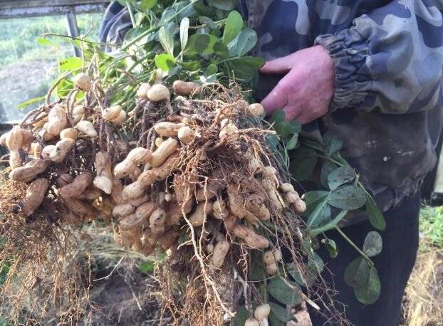 Арахис в подмосковье: можно ли вырастить на даче, в огороде или в теплице, как происходит посадка и выращивание земляного ореха в московской области?