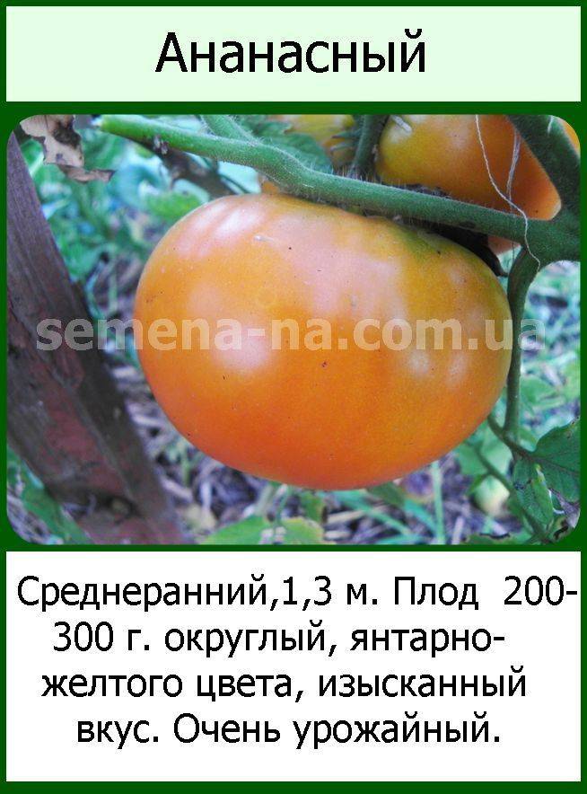 Томат ананас: описание и характеристика сорта, отзывы садоводов с фото