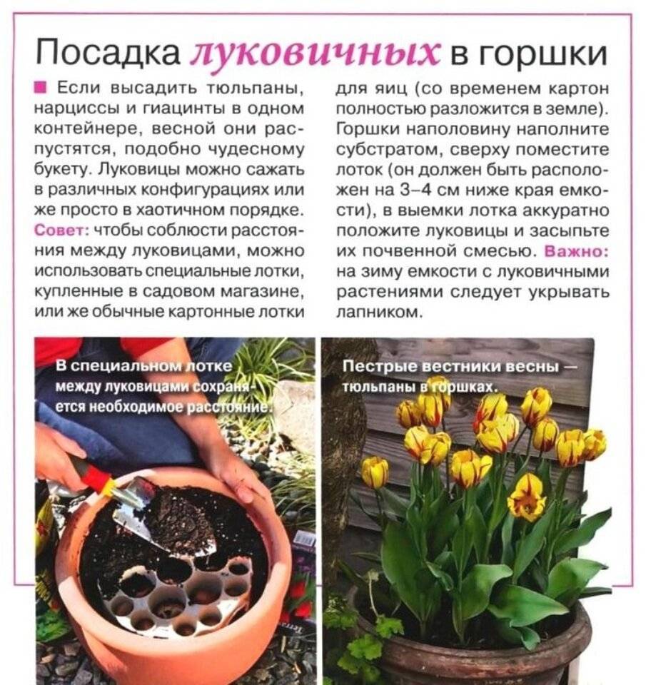 Как хранить луковицы тюльпанов в домашних условиях