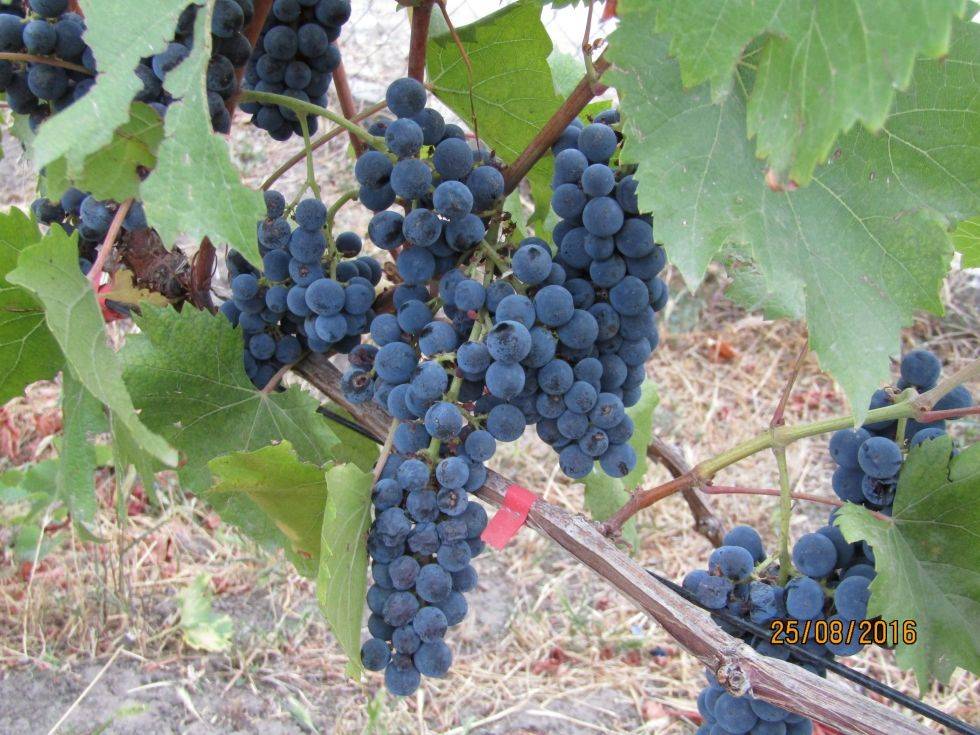 Описание сорта винограда кишмиш коринка русская: фото и отзывы | vinograd-loza