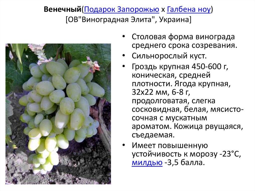 Описание сорта винограда оригинал розовый: фото и отзывы | vinograd-loza
