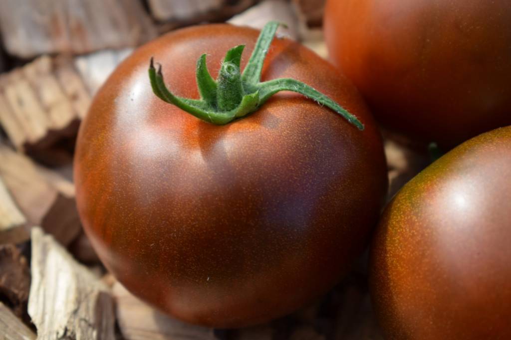 Семена томатов и перцев от валентины редько