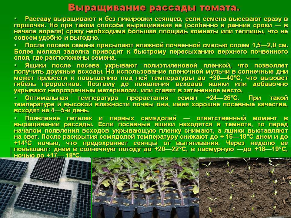 Интересный способ выращивания рассады томатов без земли