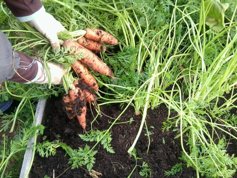 ᐉ почему не всходит морковь, и что делать: эффективные методы и полезные советы - zookovcheg.ru