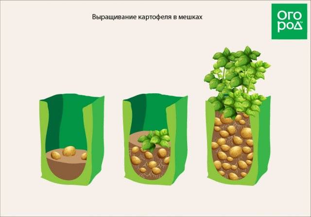 Картофель в мешках, бочках, пакетах и ящиках — урожай для ленивых