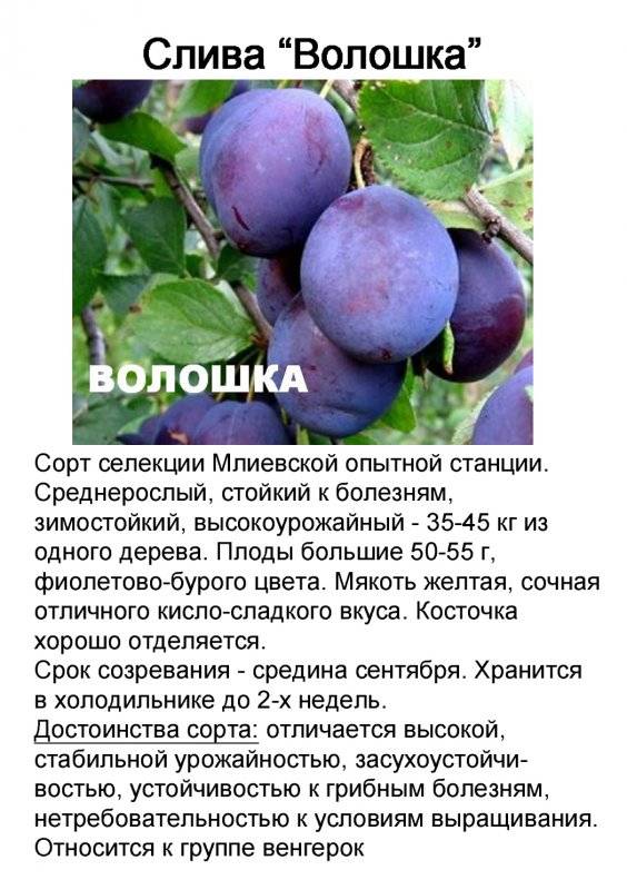 ✅ слива оцарк премьер — описание сорта, фото, отзывы садоводов - cvetochki-penza.ru