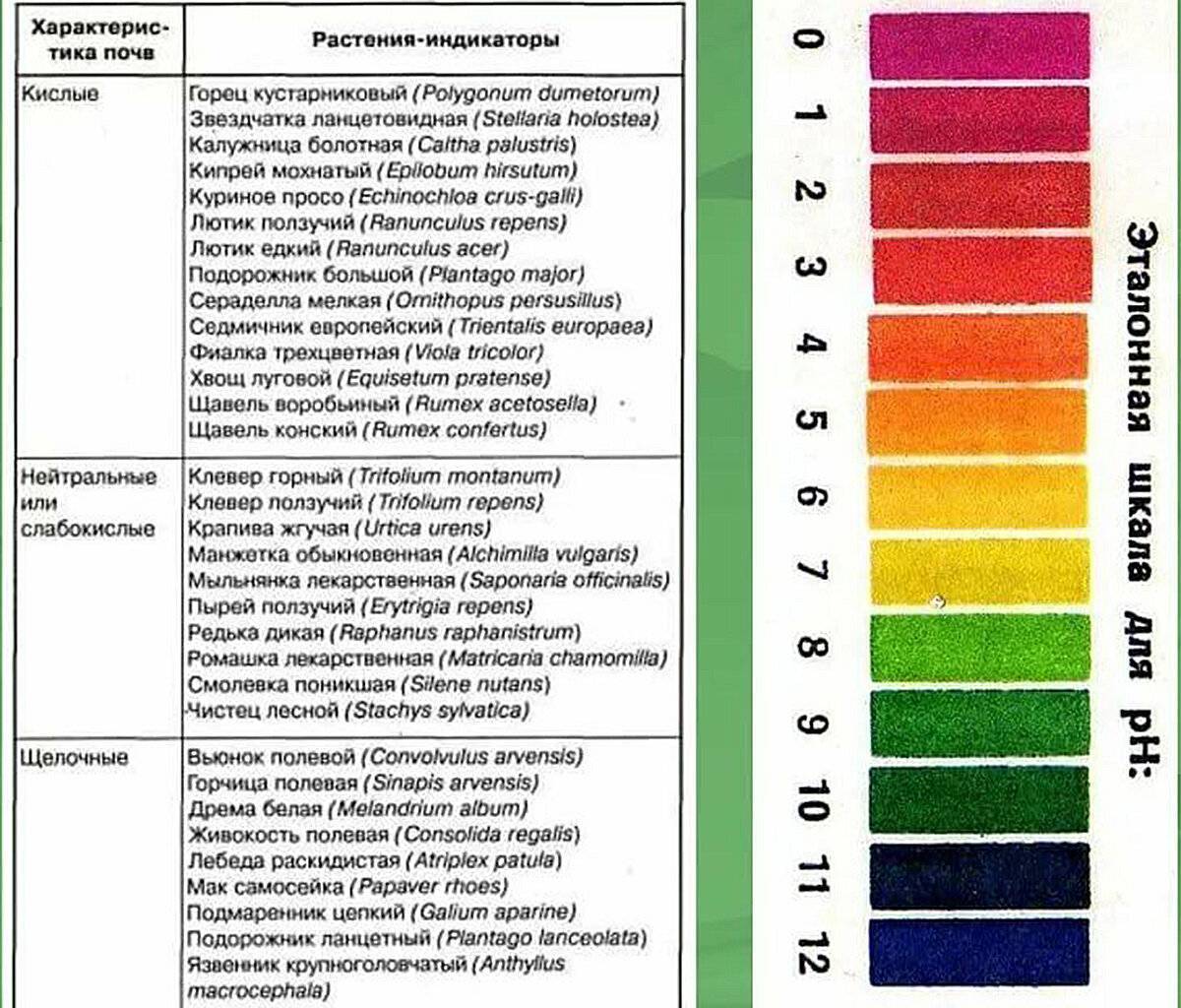 Критерии качества грунта для цитрусовых, состав и необходимая кислотность почвы