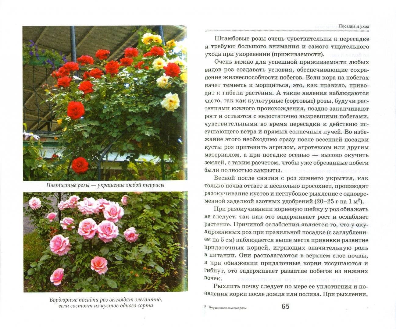 Роза сантана: описание сорта, правила посадки и ухода в открытом грунте