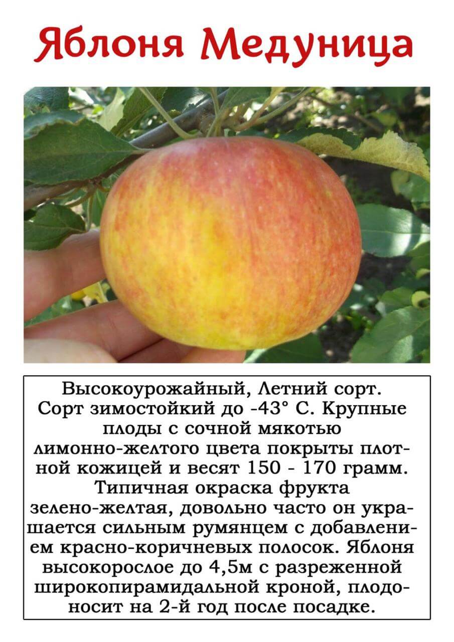 Сорт яблони медуница: фото, отзывы, описание, характеристики.