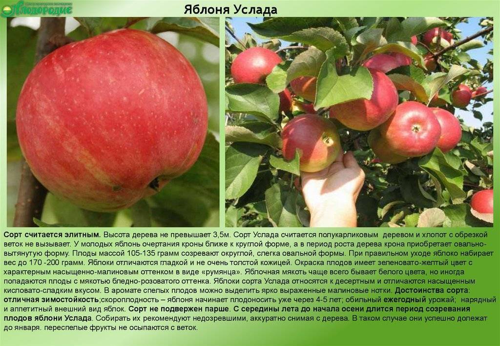 Особенности ухода за яблоней сорта медуница