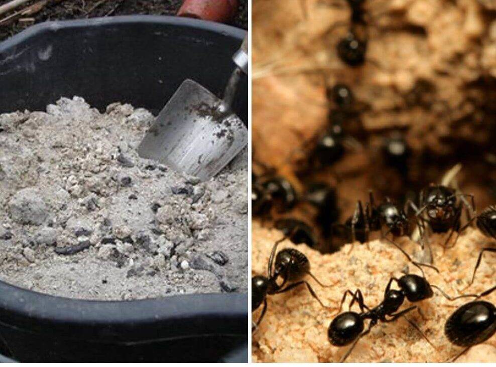 Как избавиться от муравьев. проверенные способы.