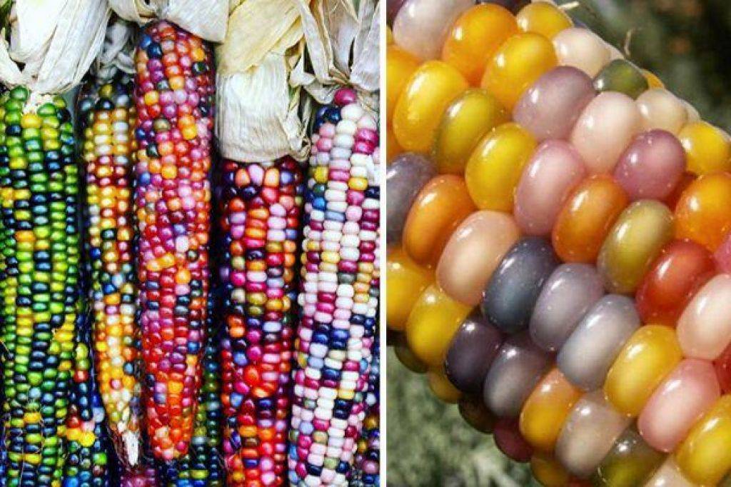 Цветная кукуруза: описание и история появления культуры, можно ли вырастить самому