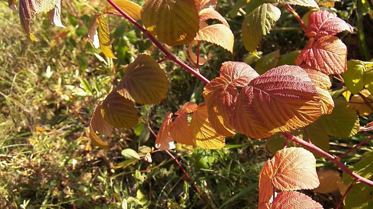 Почему краснеют листья у малины: что делать, причина, чем лечить