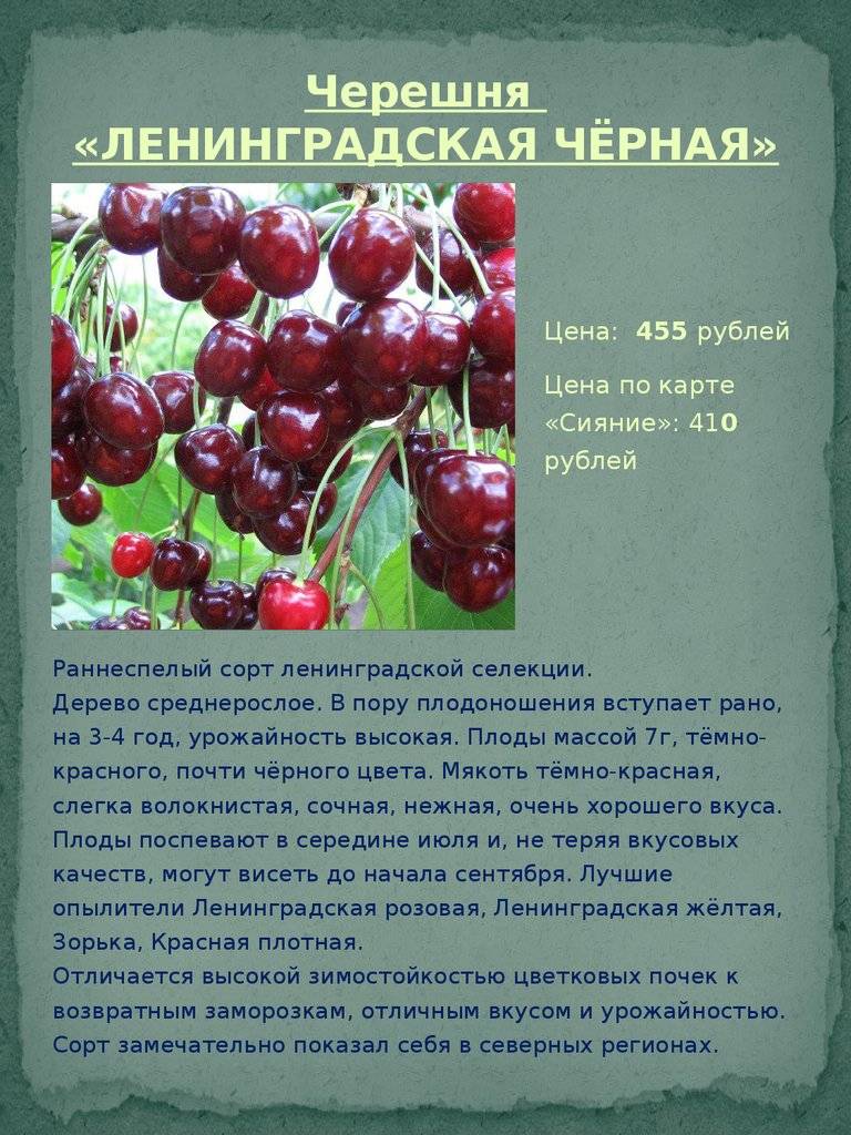 Черешня ленинградская черная: описание сорта, правила выращивания, опылители