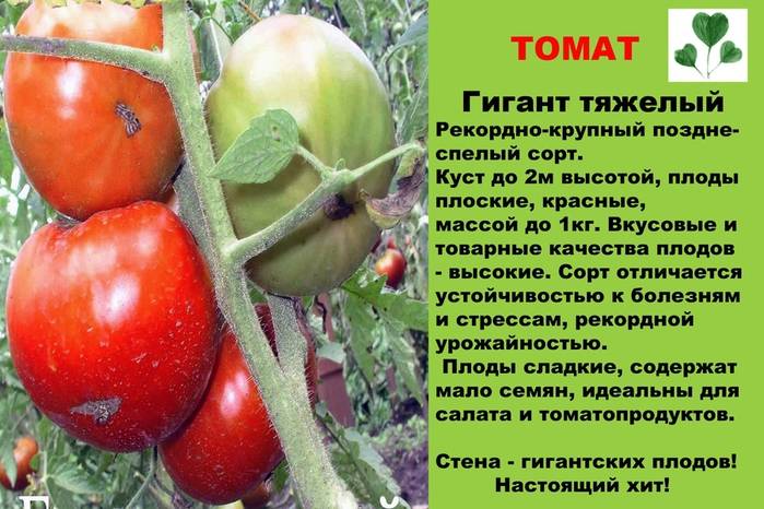 Томат сахарный гигант: отзывы (14), фото, урожайность | tomatland.ru