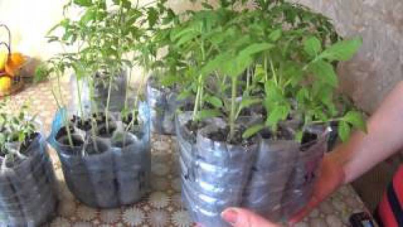 Рассада помидоров без пикировки в домашних условиях: как правильно организовать выращивание томатов, уход за ними и можно ли совершить посев семян в стаканчики?