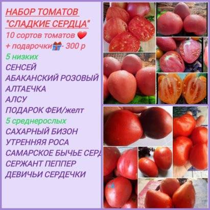 Томат алтаечка: описание сорта, отзывы (14), фото, урожайность | tomatland.ru
