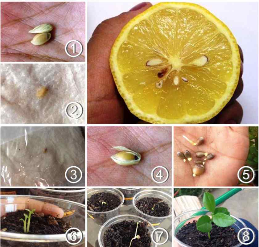 Выращивание цитрусовых в домашних условиях