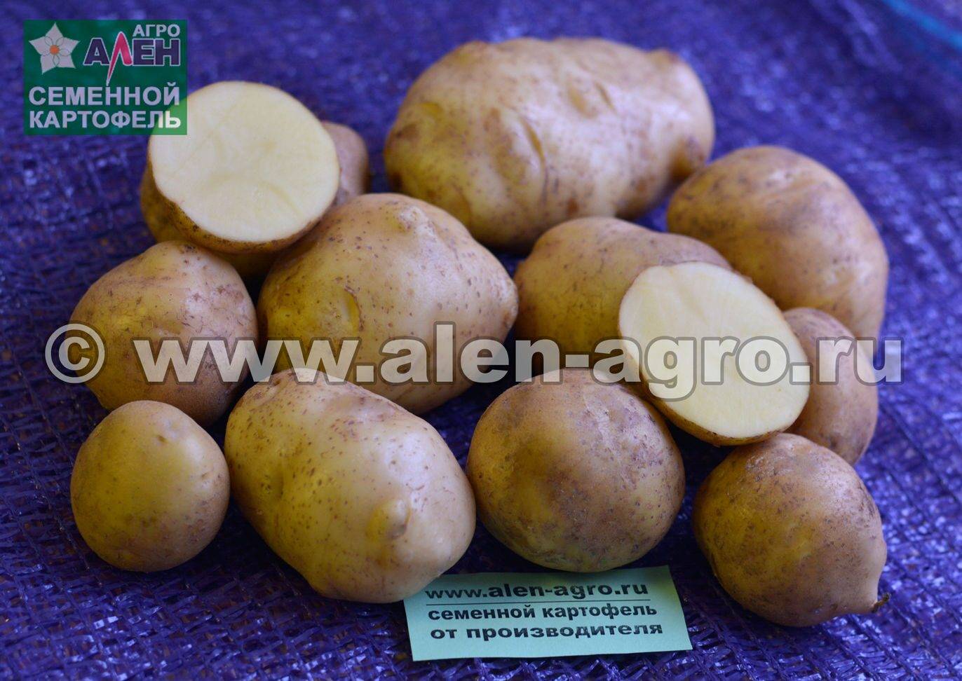 Описание и характеристика картофеля сорта колобок, посадка и уход
