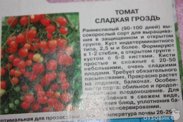 Синяя гроздь томат: описание, выращивание, уход, фото