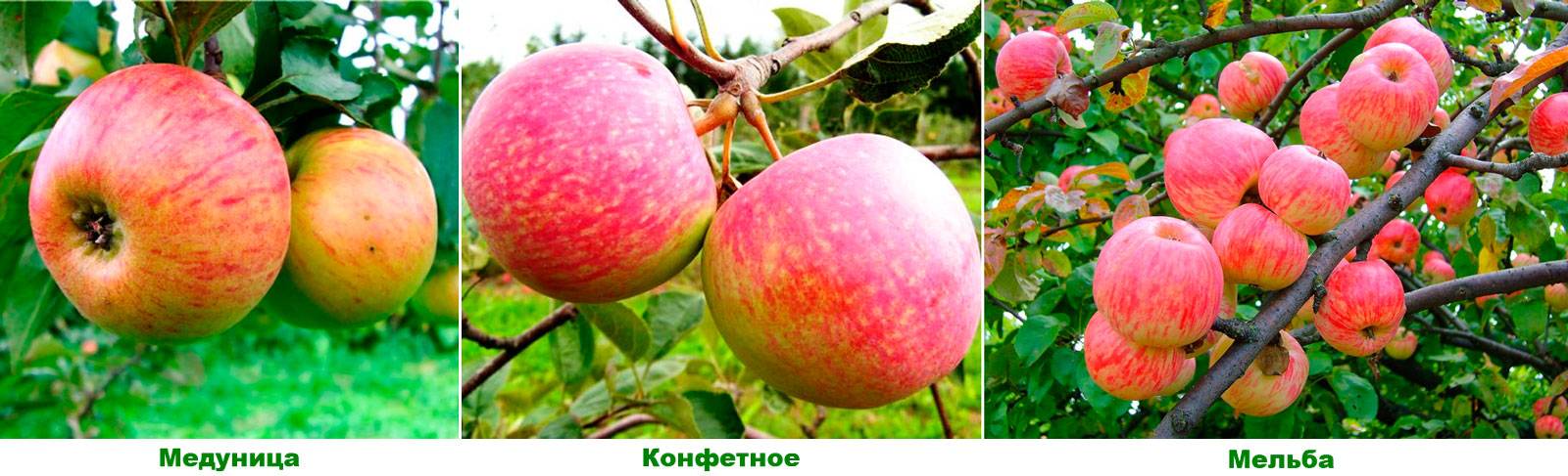 ✅ яблоня медуница: описание зимнего и летнего сорта - сад62.рф