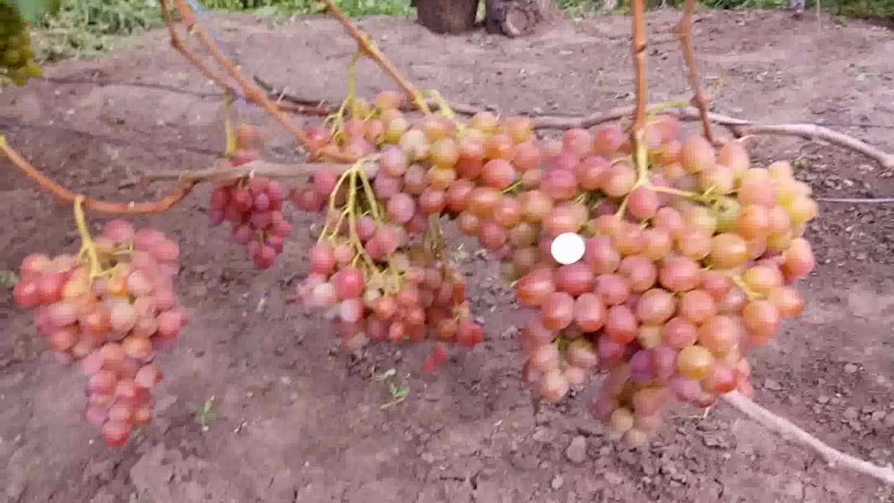 Виноград рубиновый юбилей: краткое описание сорта, фото, отзывы