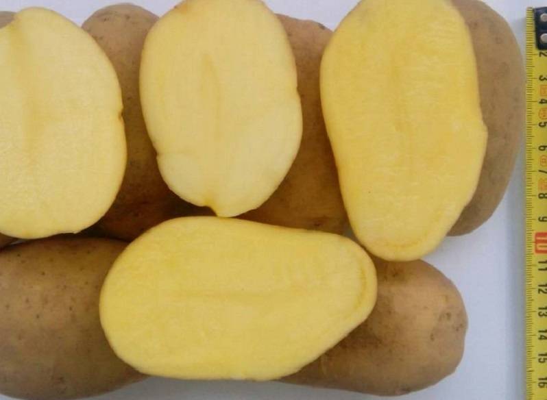 Картофель рагнеда: описание сорта, фото, характеристика, отзывы