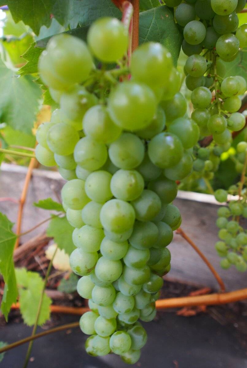 Цитронный магарача виноград ?: описание сорта, фото, отзывы | qlumba.com