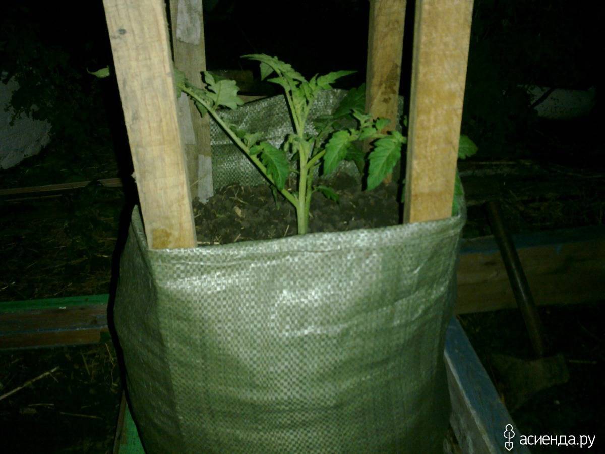 Выращивание огурцов в мешках (пакетах): необходимые материалы и инструменты, пошаговая инструкция