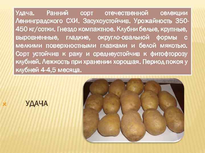 Картофель "луговской": описание сорта, фото, рекомендации по выращиванию русский фермер