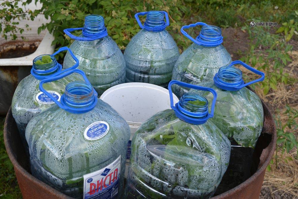 Посадка огурцов в 5 литровых бутылках: фото, видео, отзывы