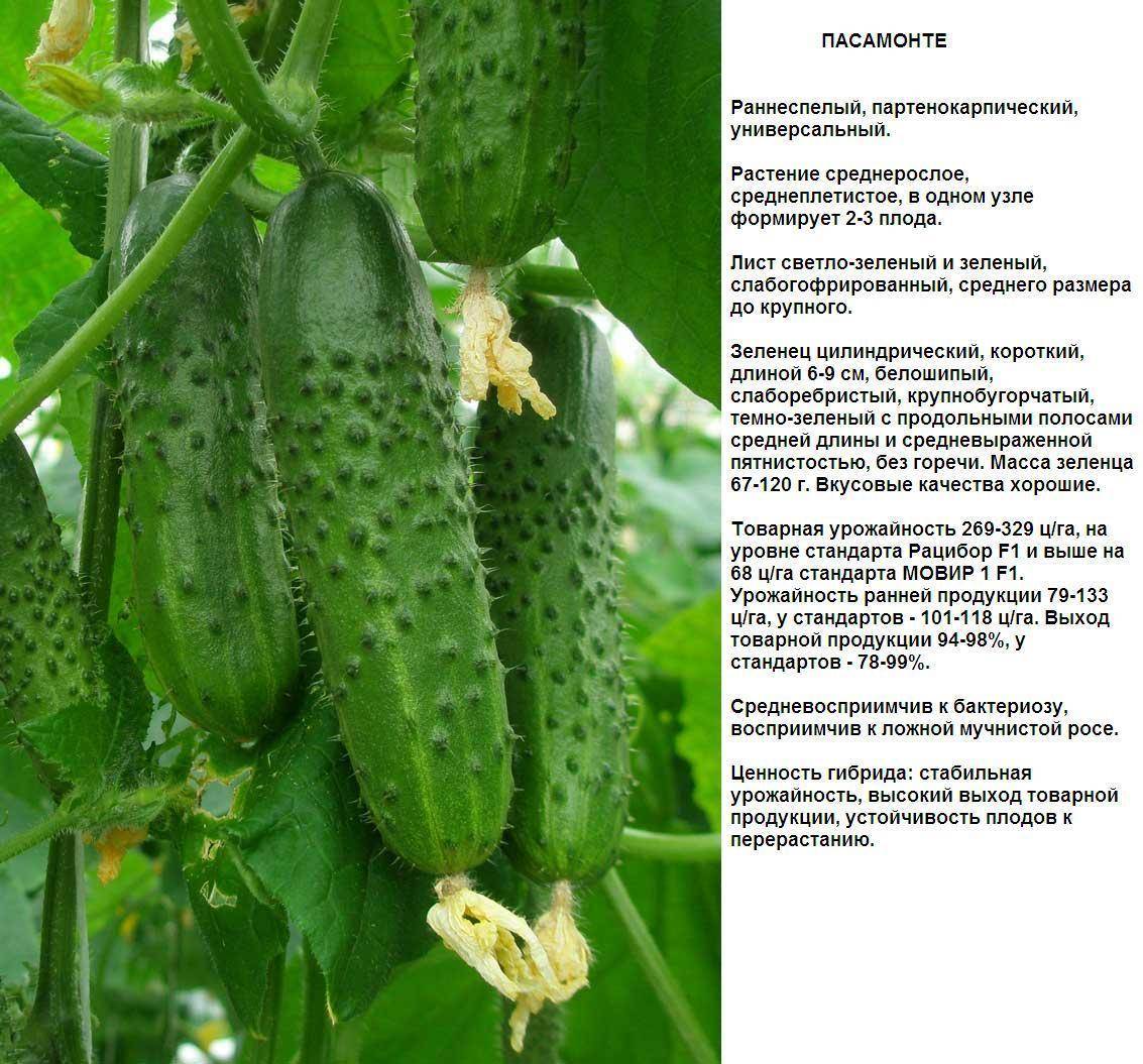 Огурец клавдия f1: подробное описание и правила выращивания сорта