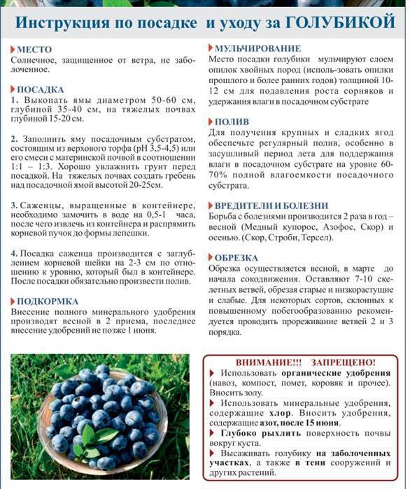 Голубика спартан: описание и характеристики сорта, правила выращивания