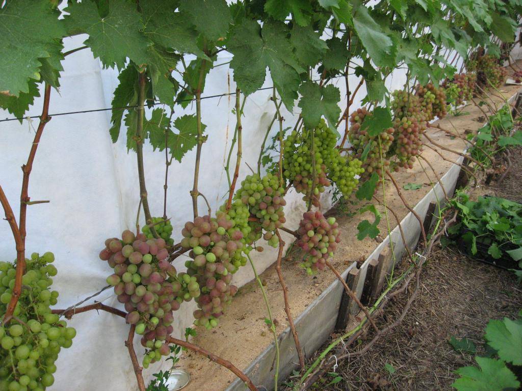 Выращивание винограда в подмосковье- сложности, условия, полезные советы
